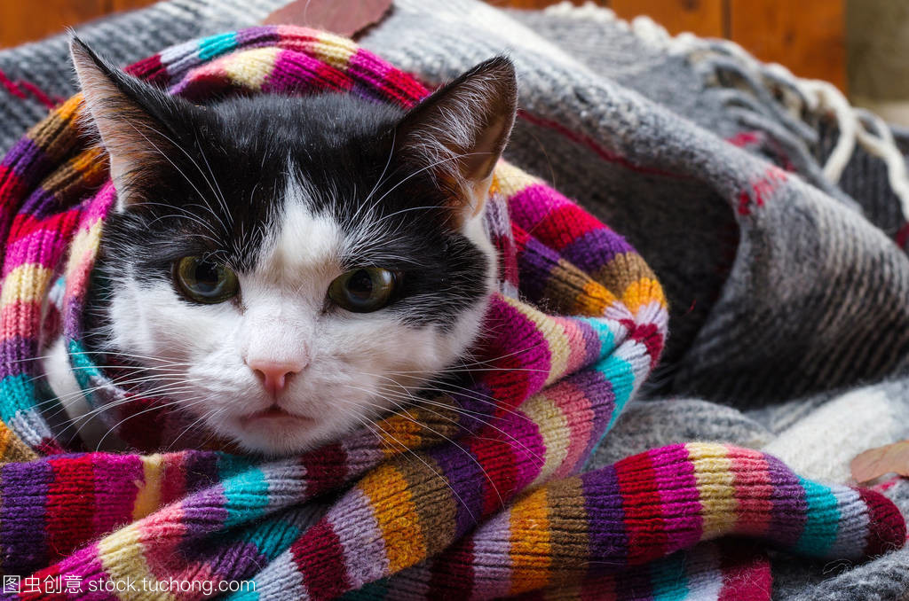 冬日的守護(hù)者 貓與圍巾的溫暖羈絆